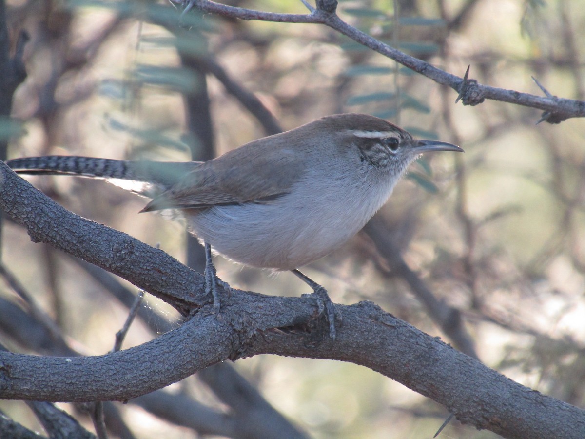 Troglodyte de Bewick - ML646568593
