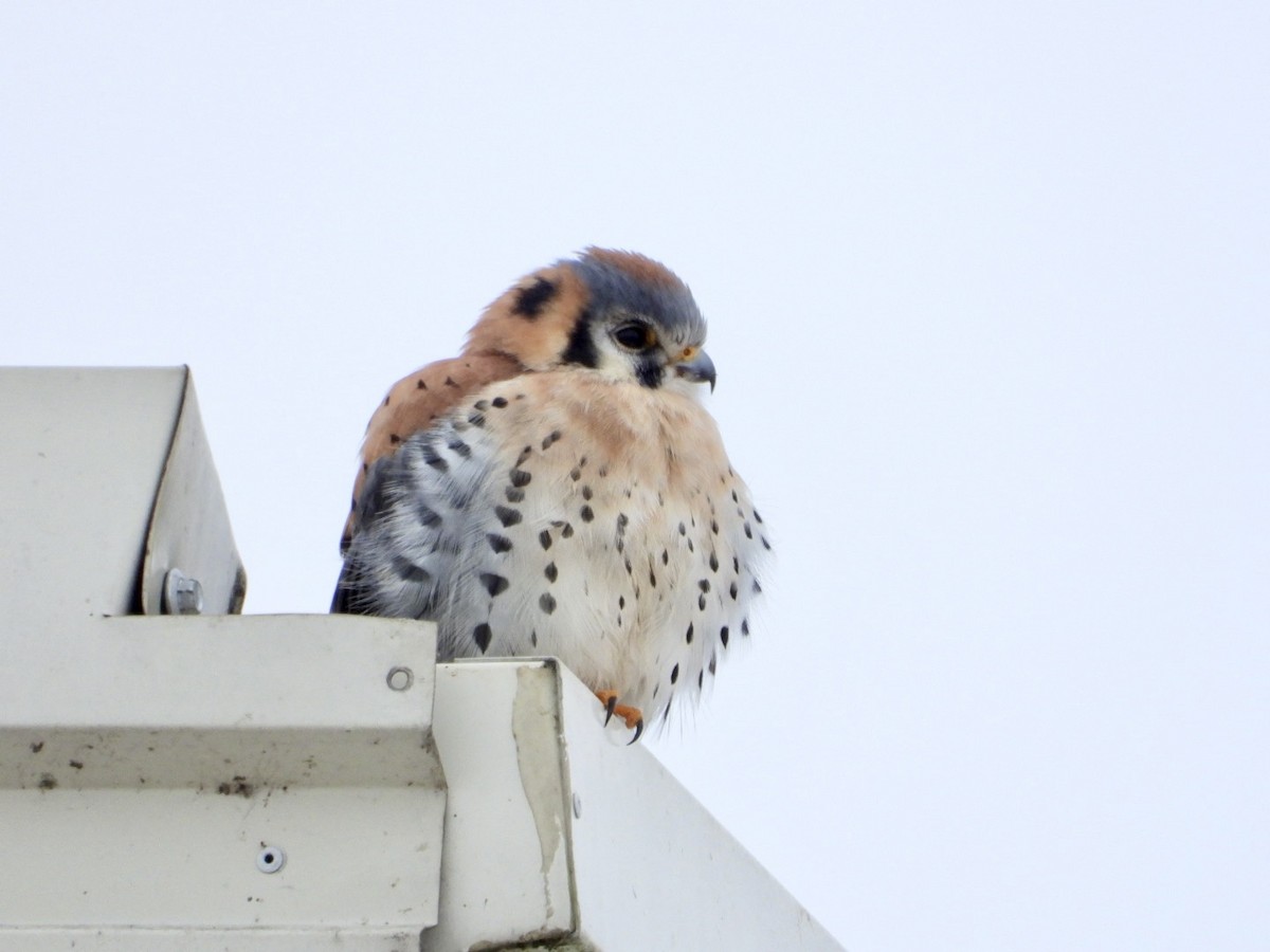 spurvefalk - ML646568595