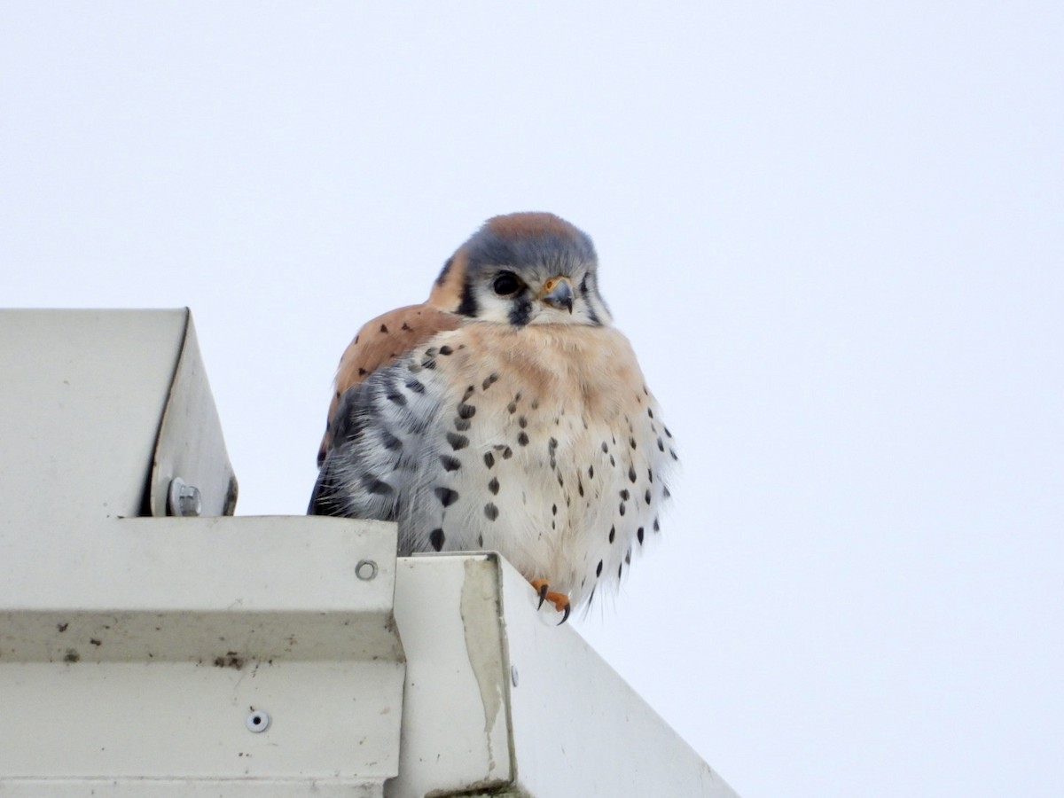 spurvefalk - ML646568596