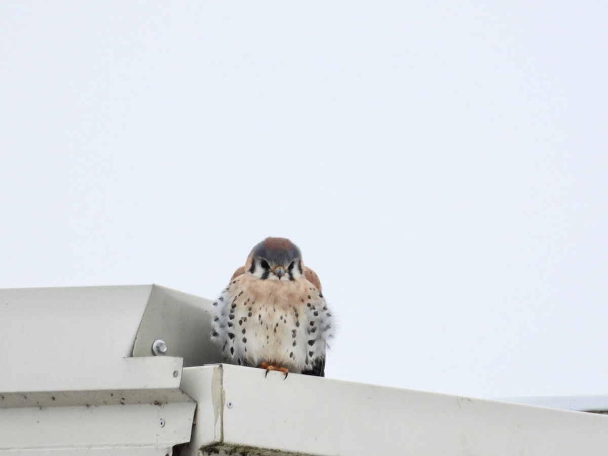 spurvefalk - ML646568597