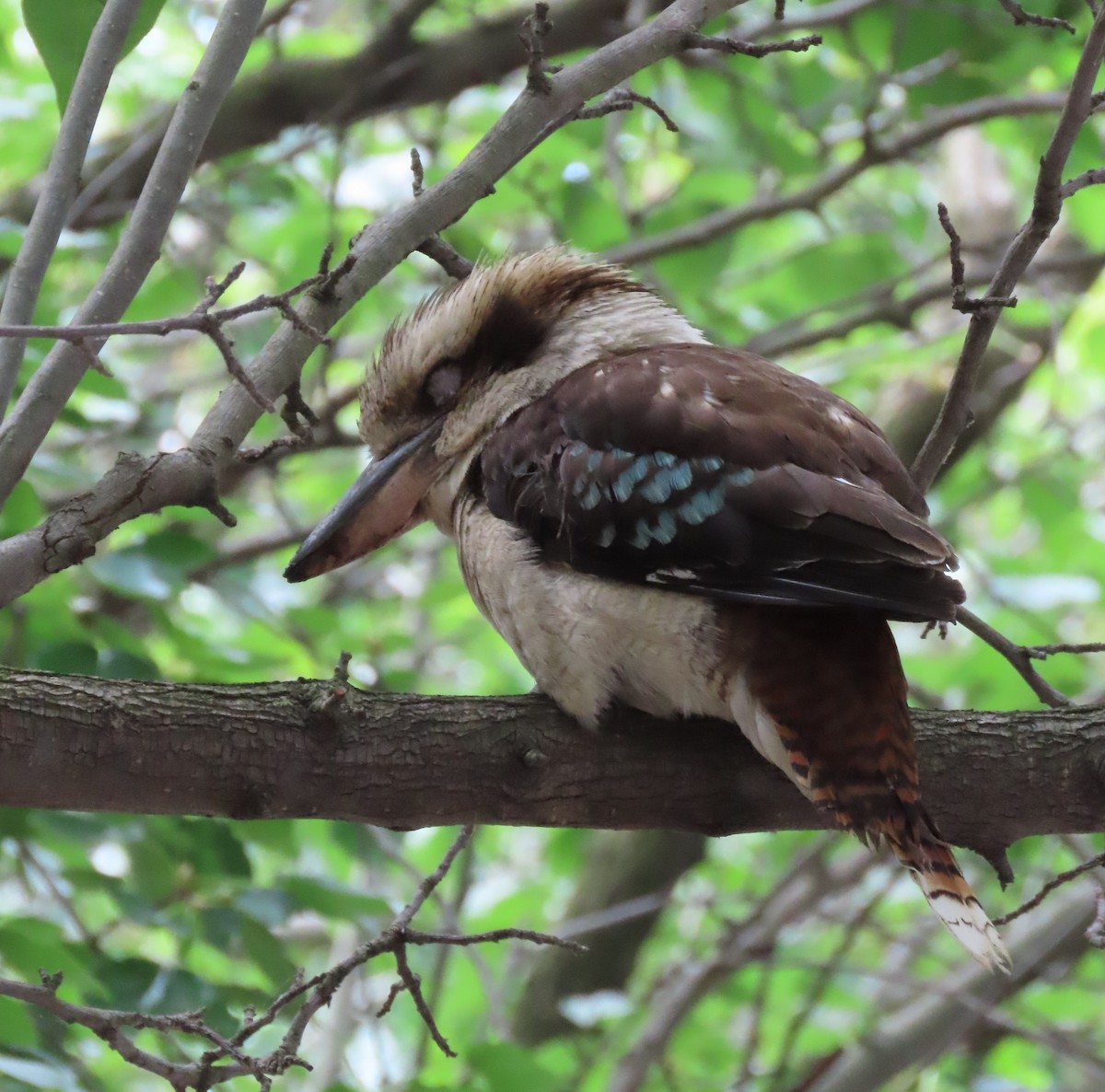 Jägerliest - ML646568599