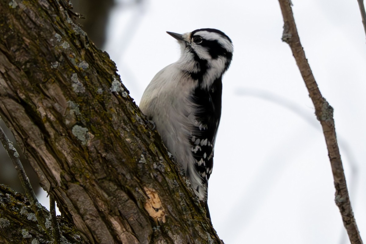 strakapoud osikový - ML646568600