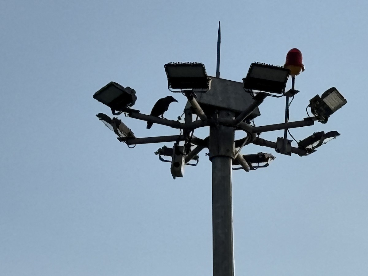 House Crow - ML646568603