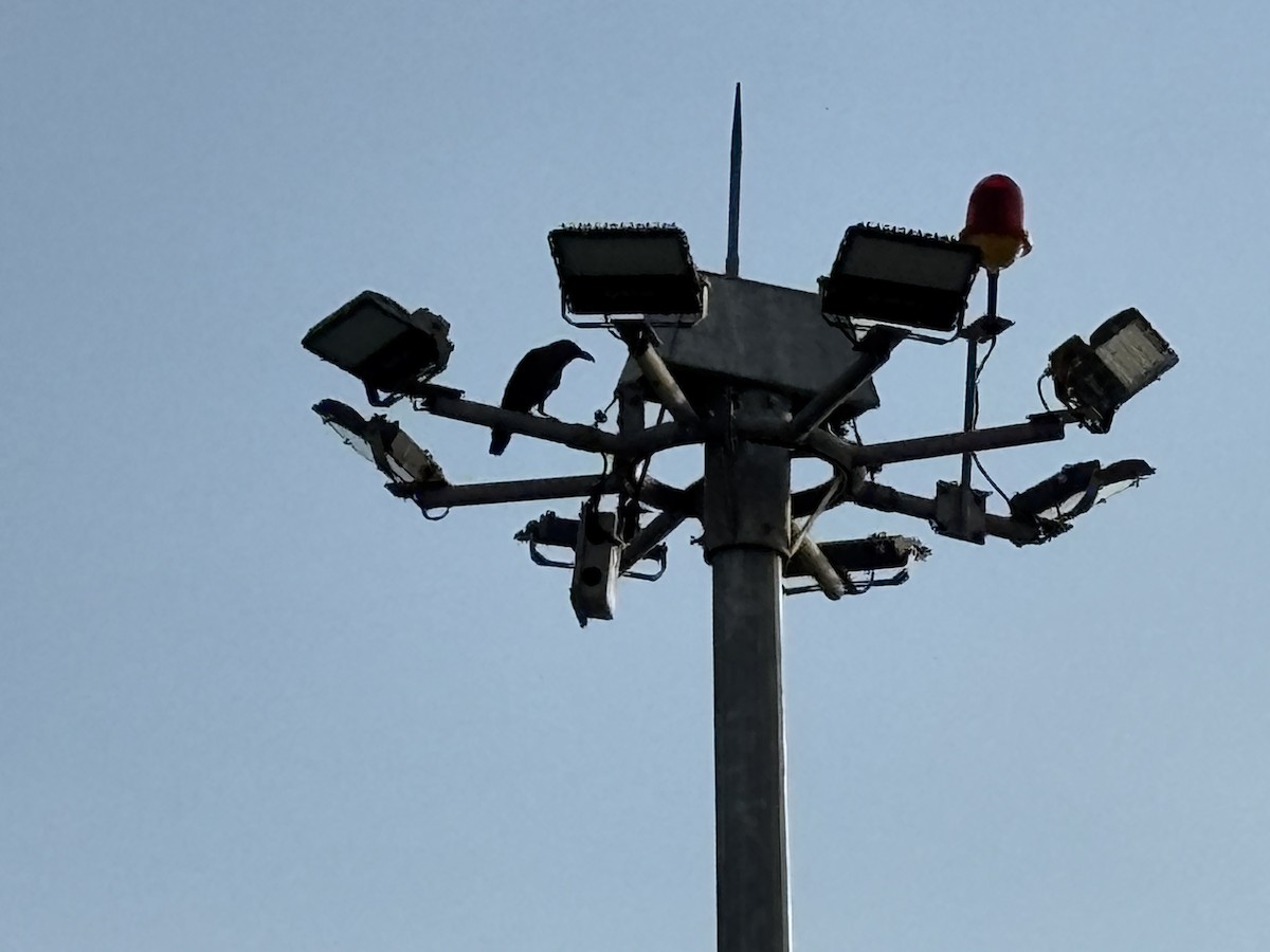 House Crow - ML646568604