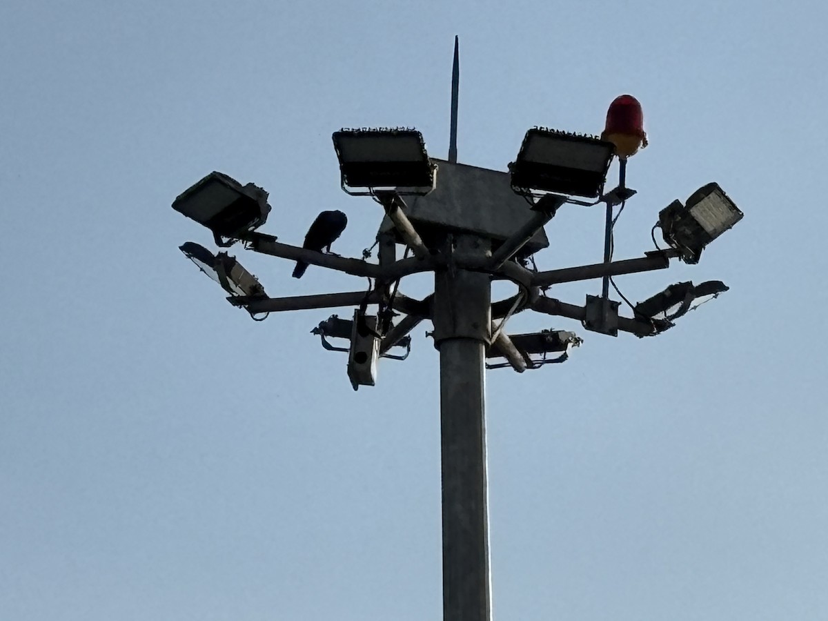 House Crow - ML646568606