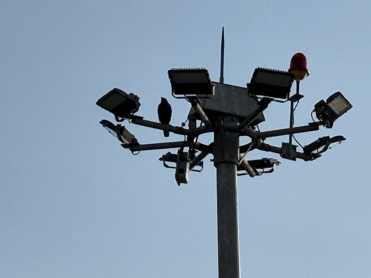 House Crow - ML646568607