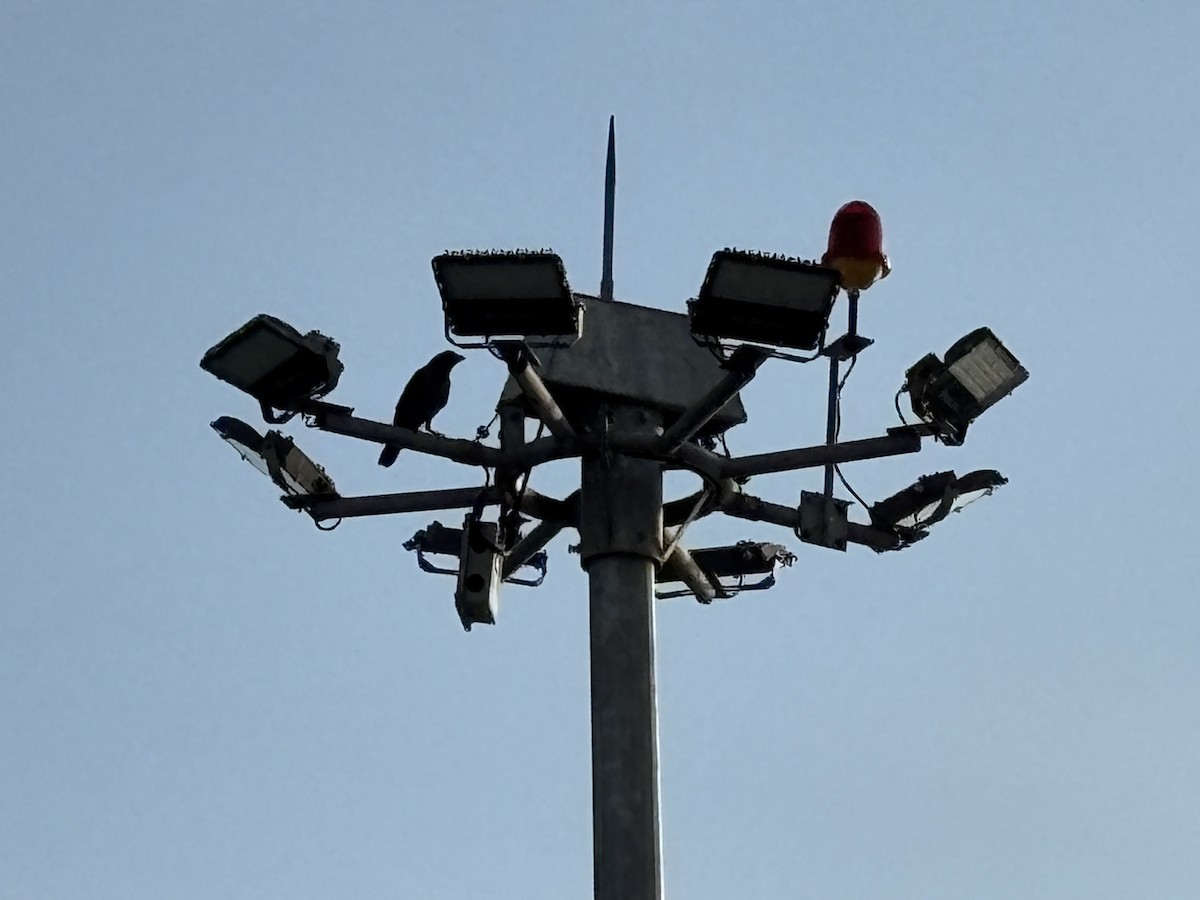 House Crow - ML646568608