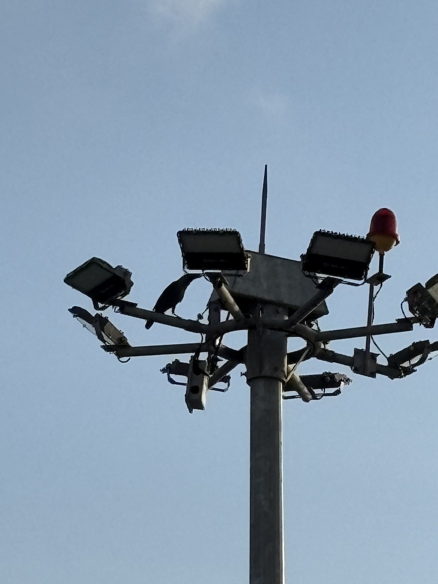 House Crow - ML646568609