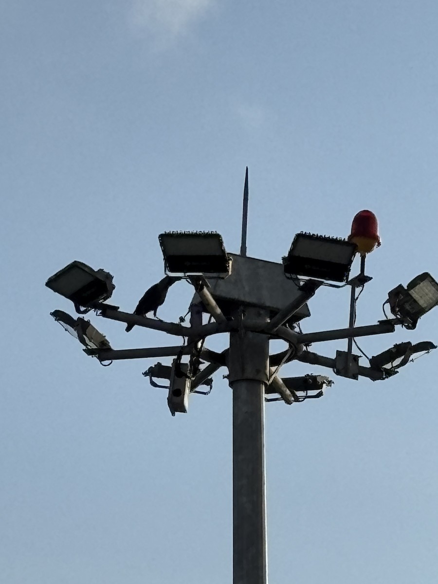 House Crow - ML646568610