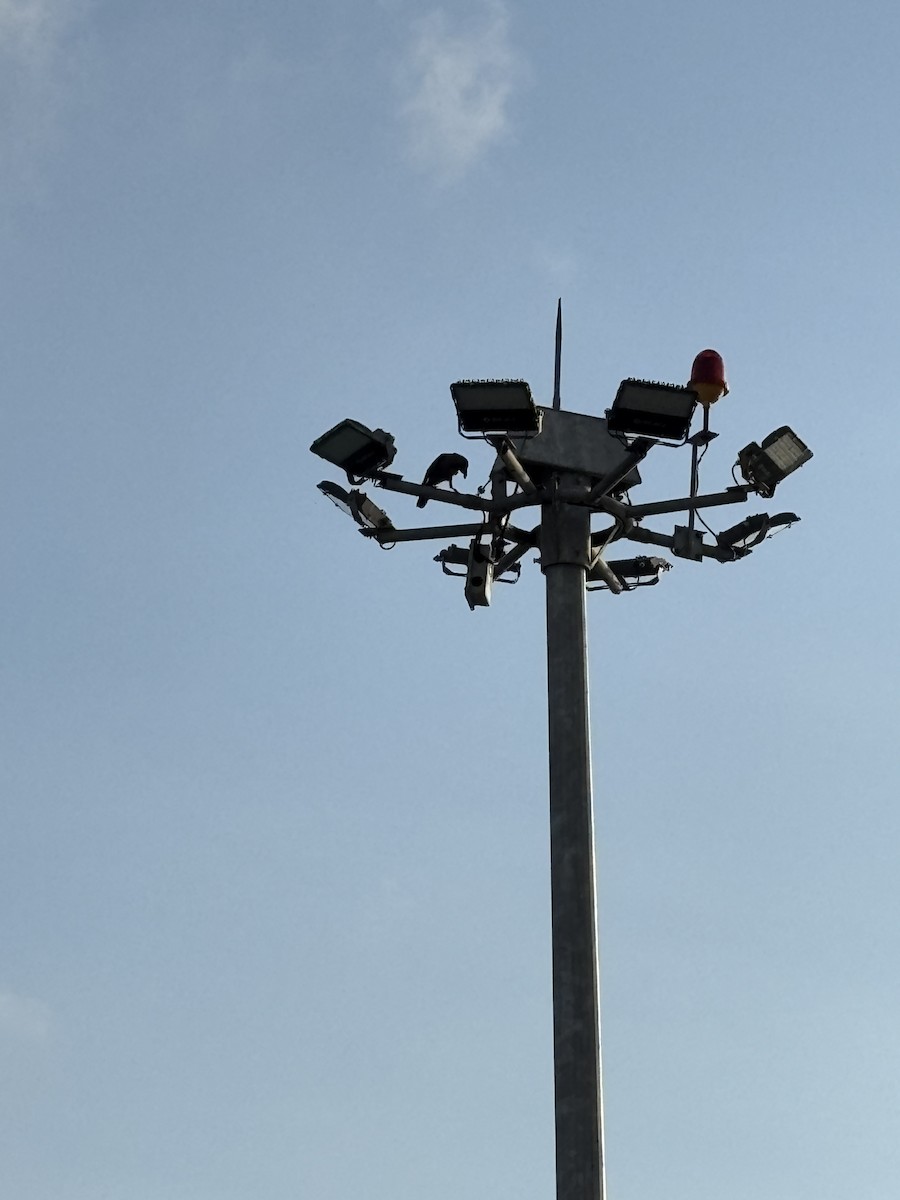 House Crow - ML646568611