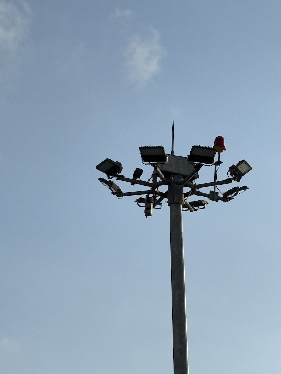 House Crow - ML646568612