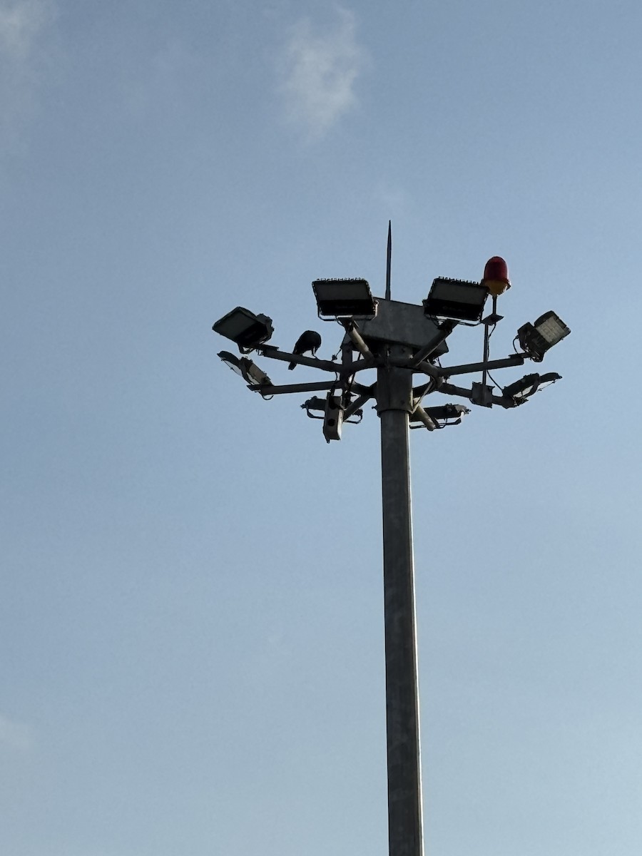 House Crow - ML646568613