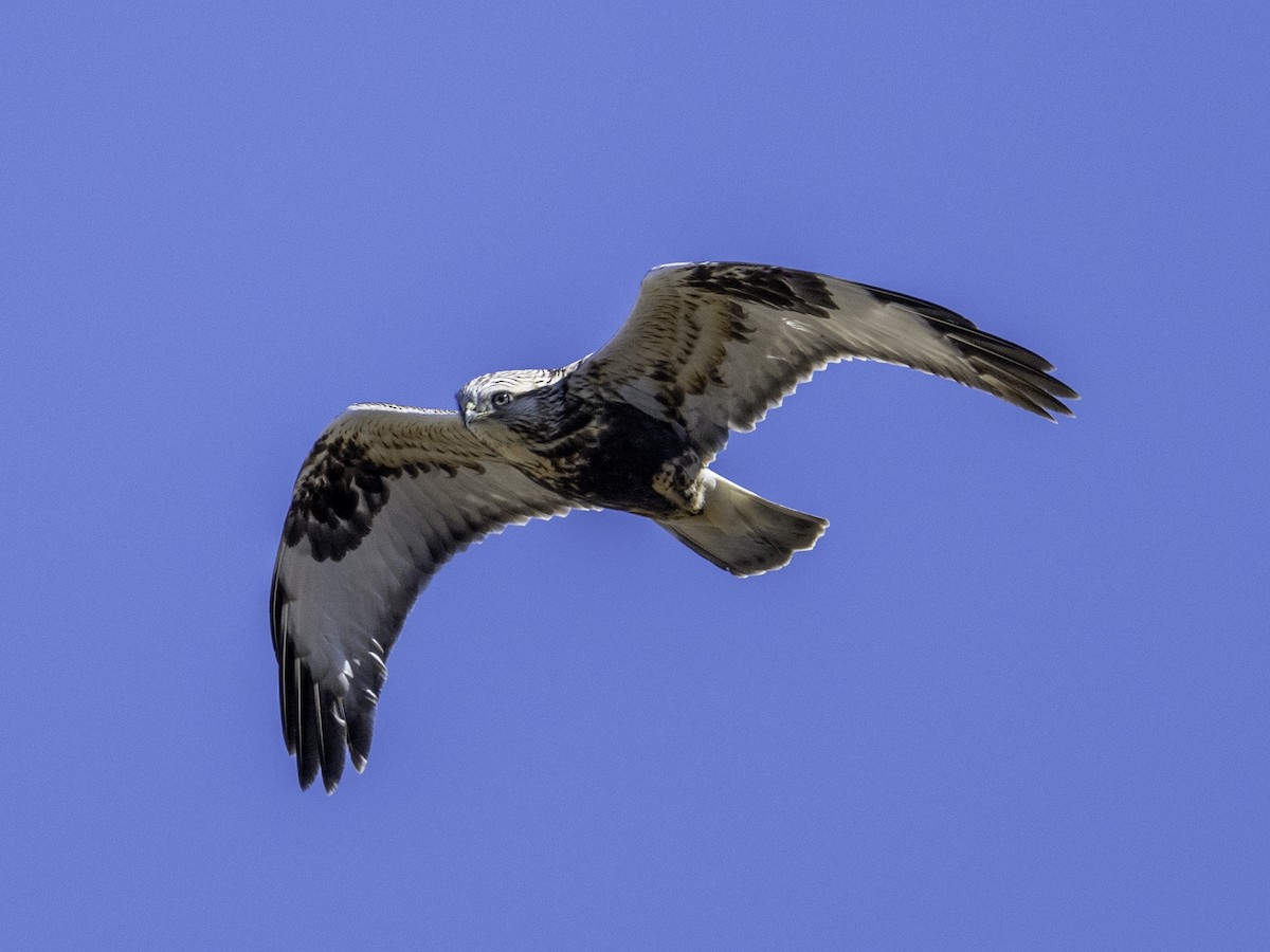 ケアシノスリ - ML646568616