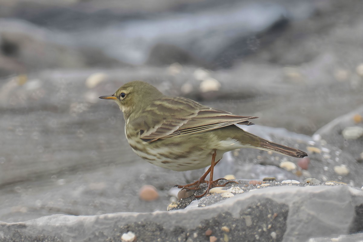 Itsas txirta - ML646568617