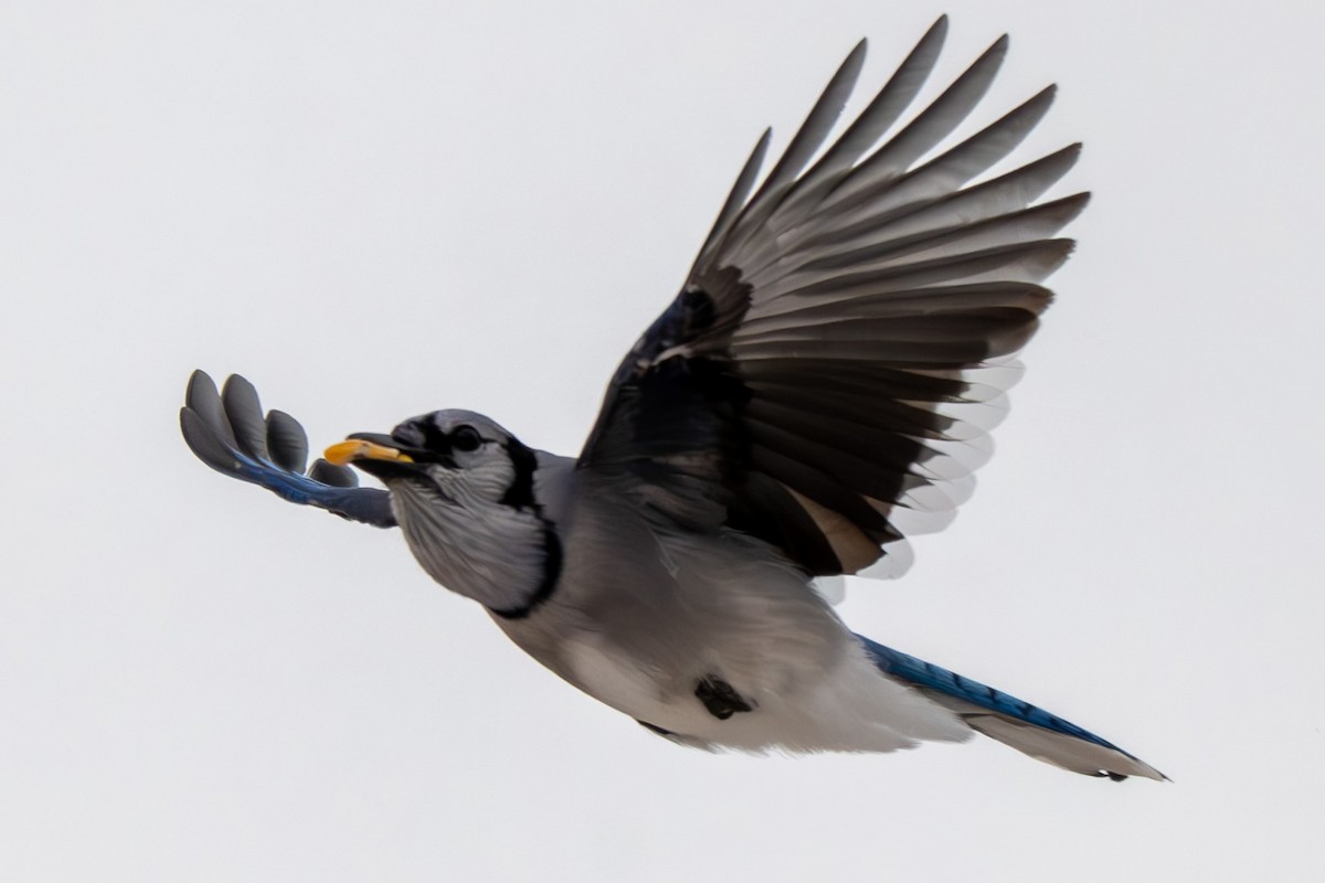 Blue Jay - ML646568619