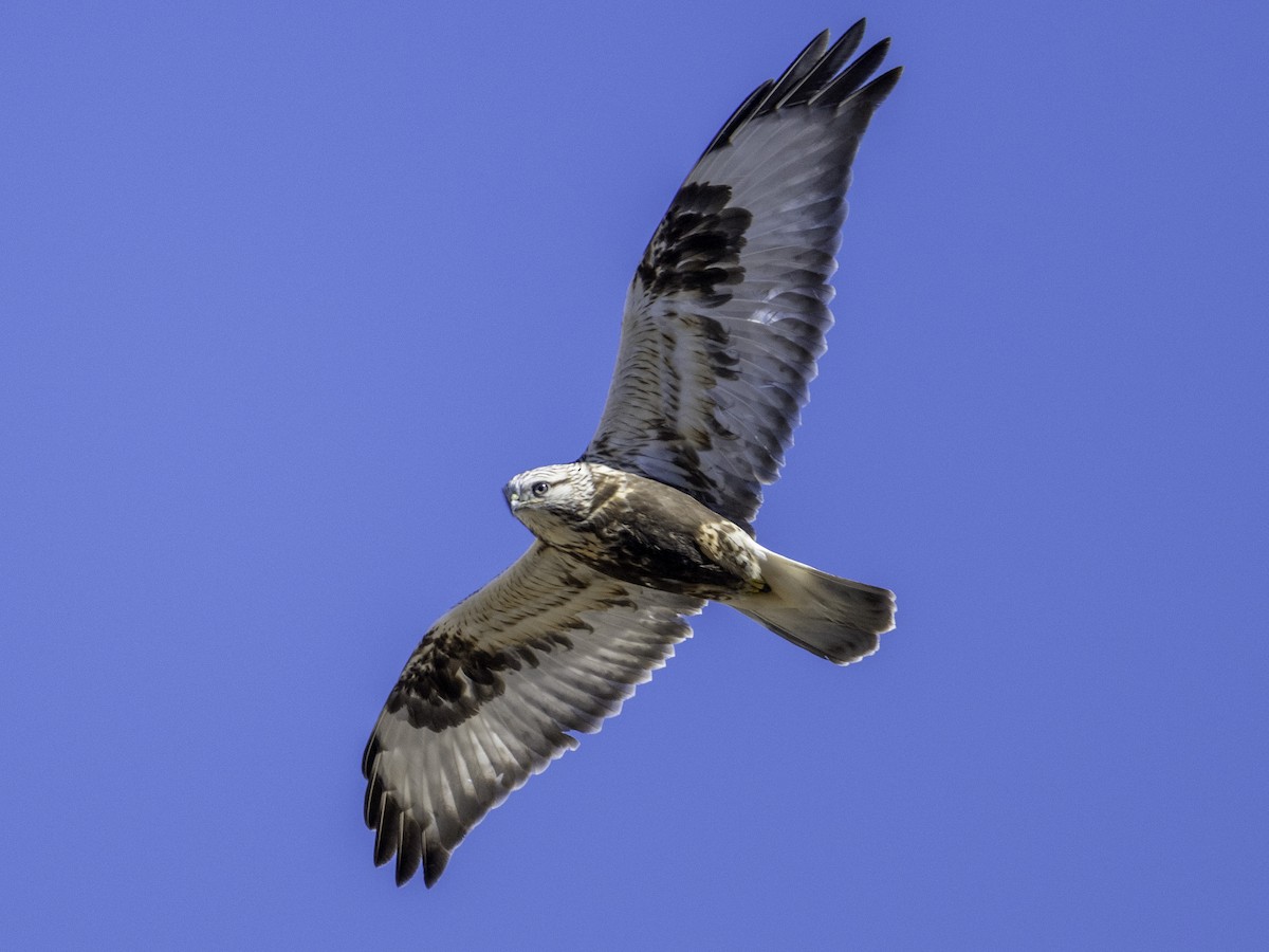 ケアシノスリ - ML646568622