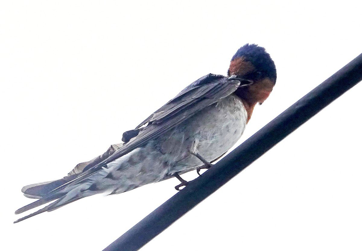 オーストラリアツバメ - ML646568624