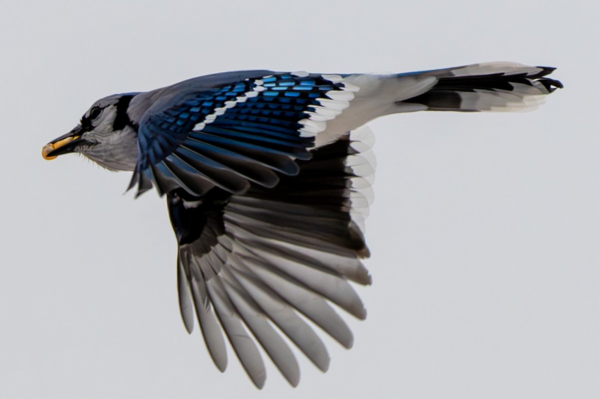 Blue Jay - ML646568626