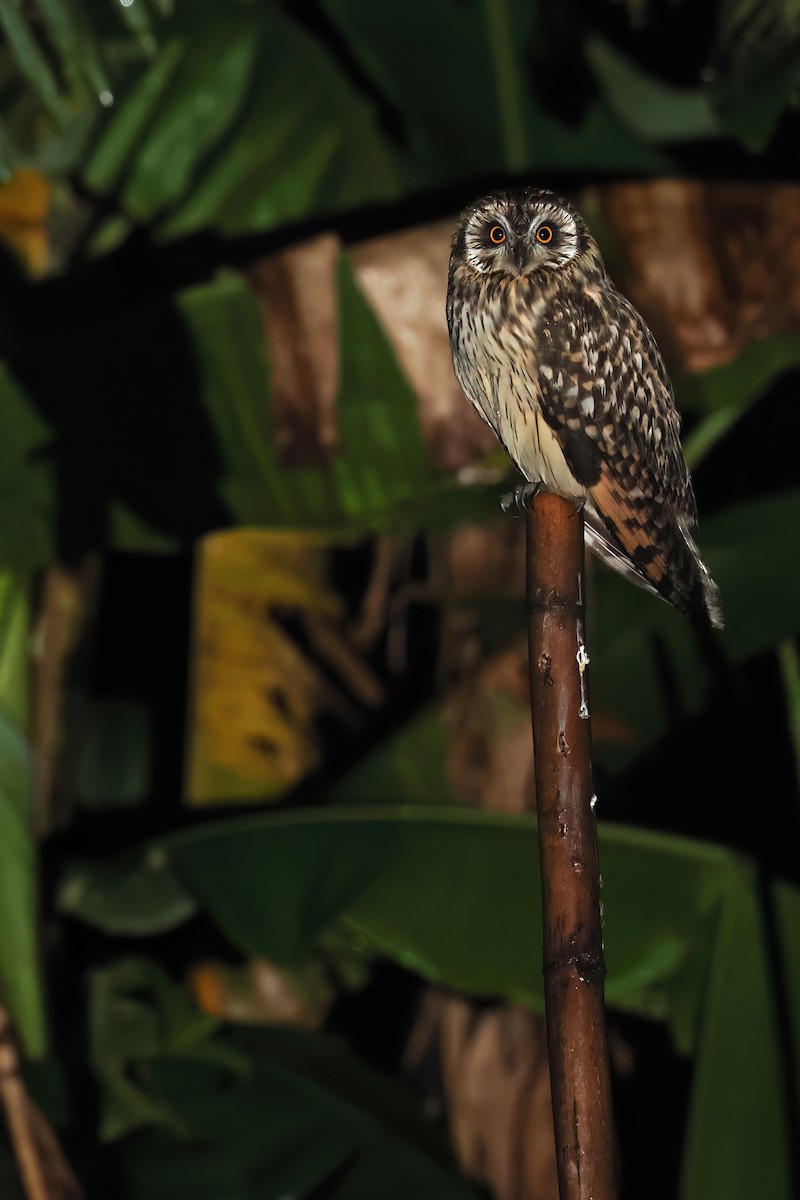 Short-eared Owl - ML646568628