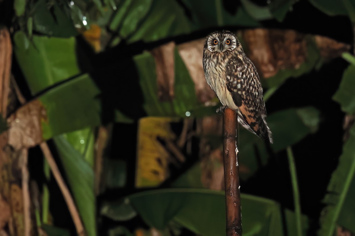 Short-eared Owl - ML646568629