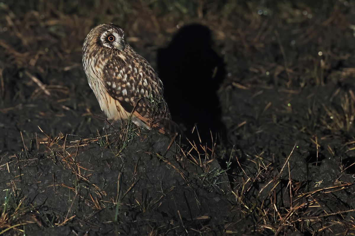 Short-eared Owl - ML646568631