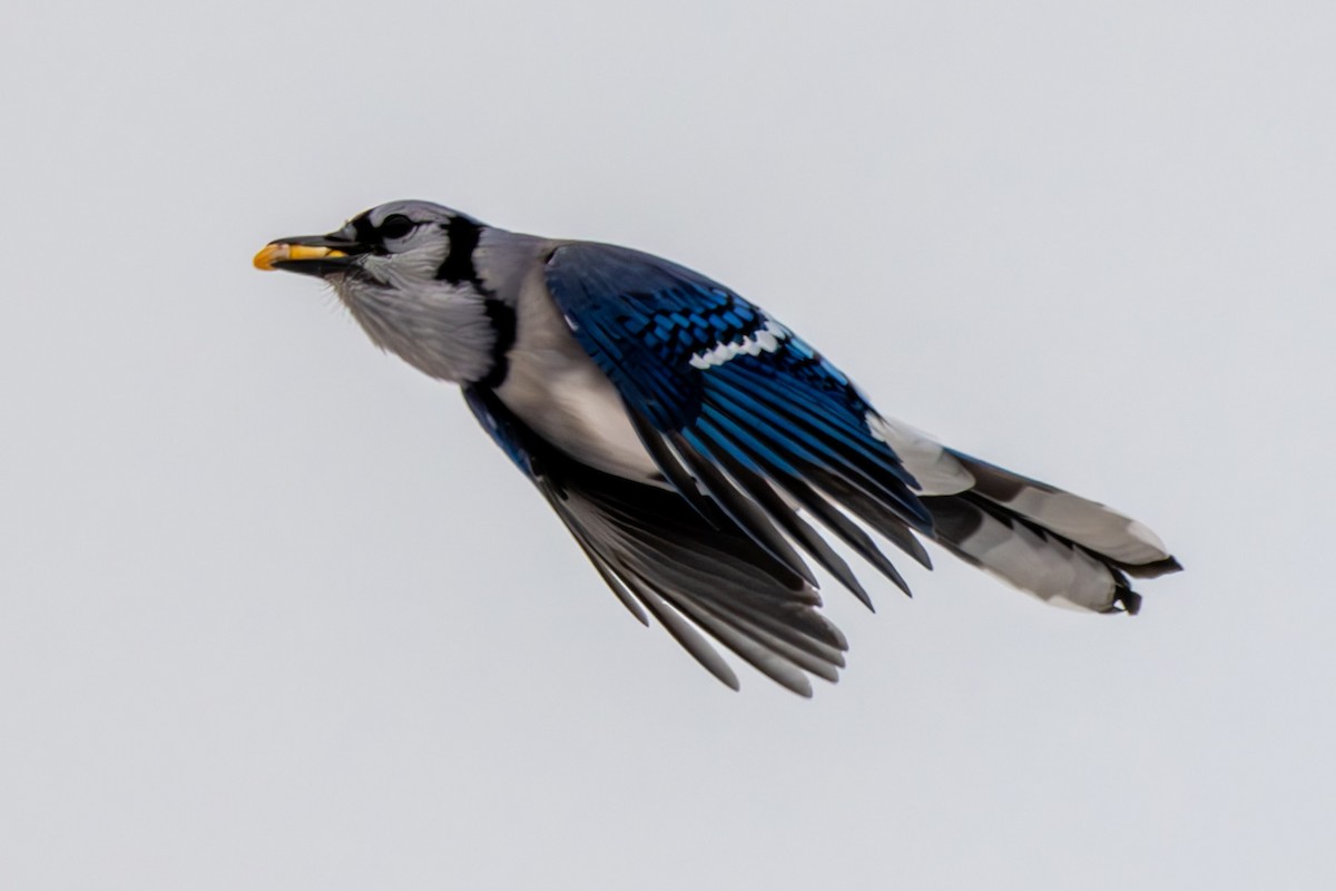 Blue Jay - ML646568633