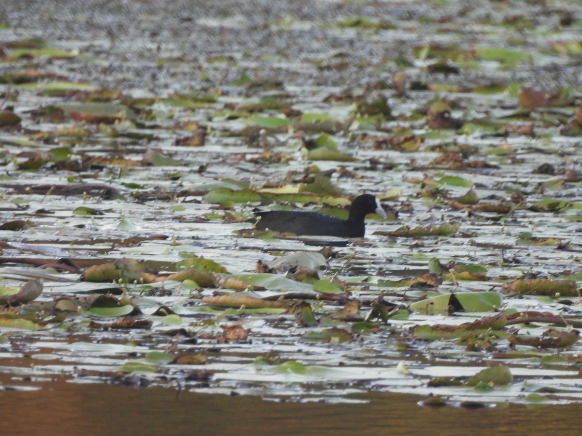 Eurasian Coot - ML646568634