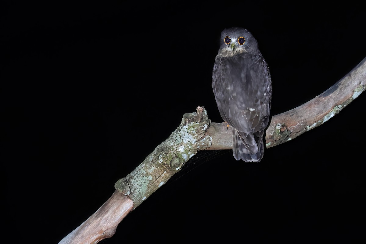 Northern Boobook - ML646568635