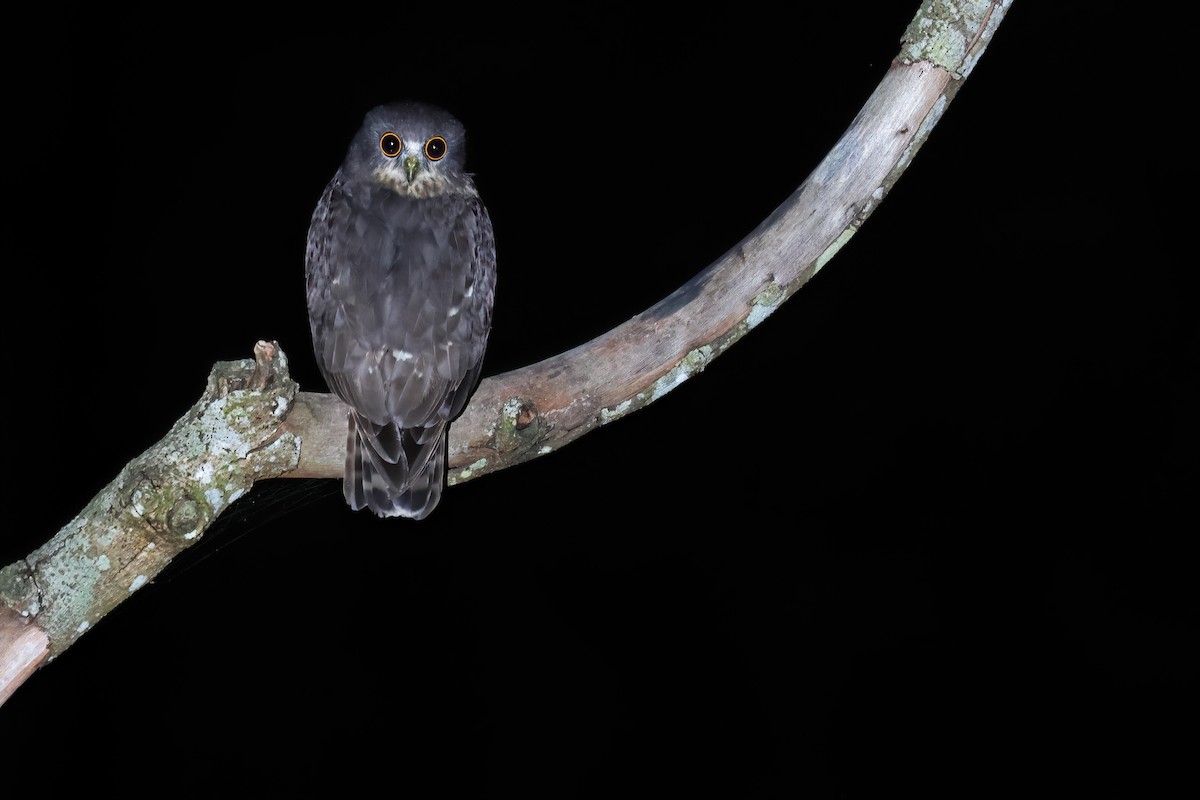 Northern Boobook - ML646568636