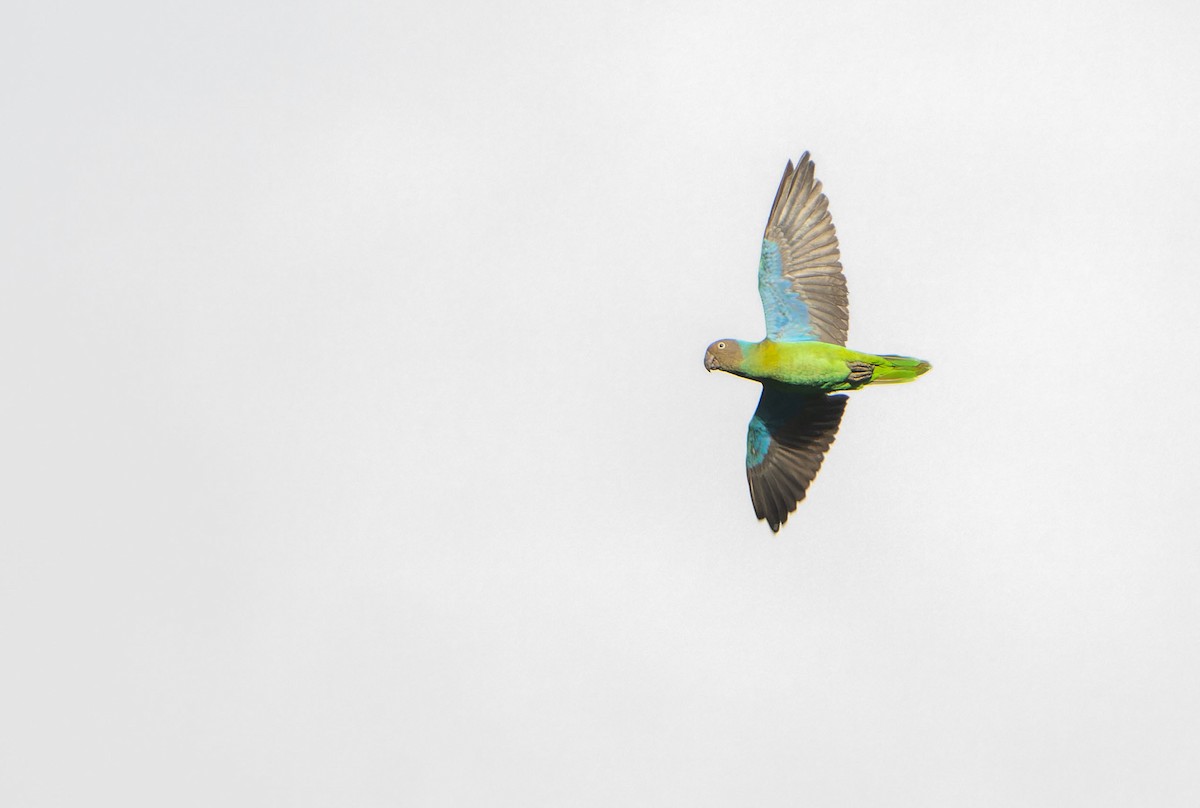 Red-cheeked Parrot - ML646568638