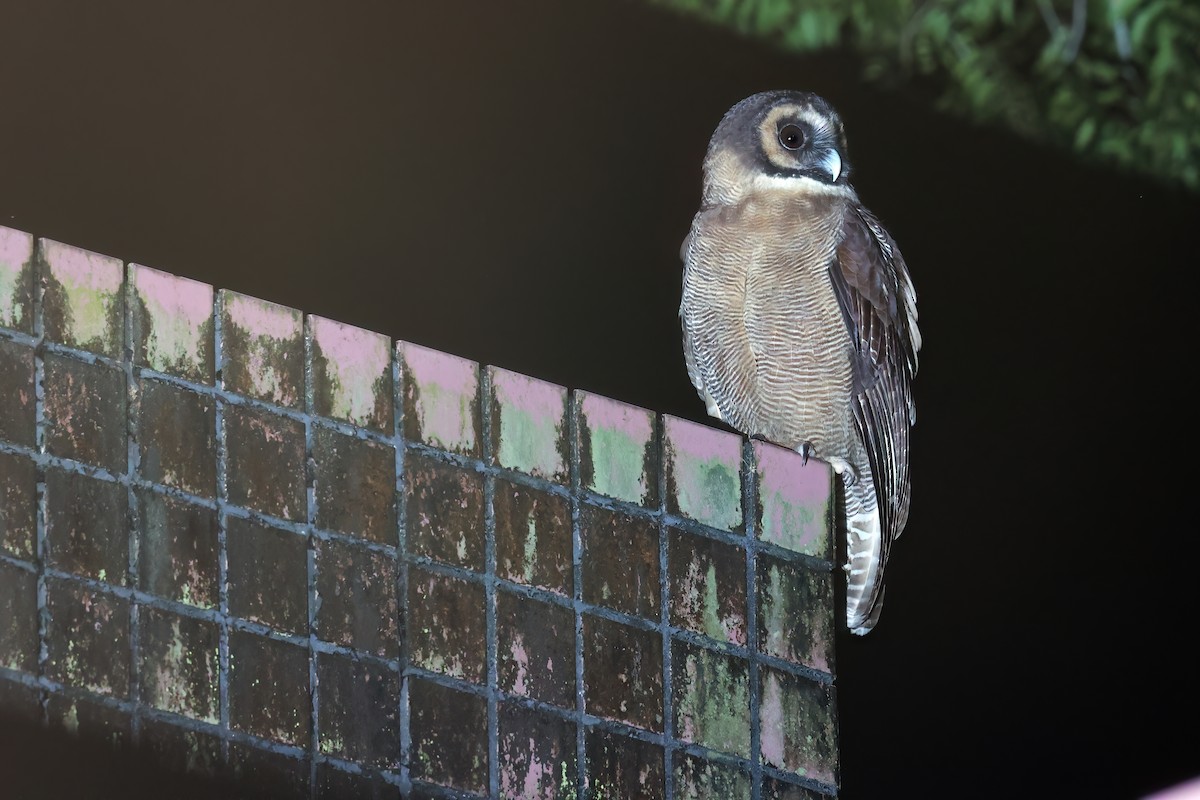 Brown Wood-Owl - ML646568639