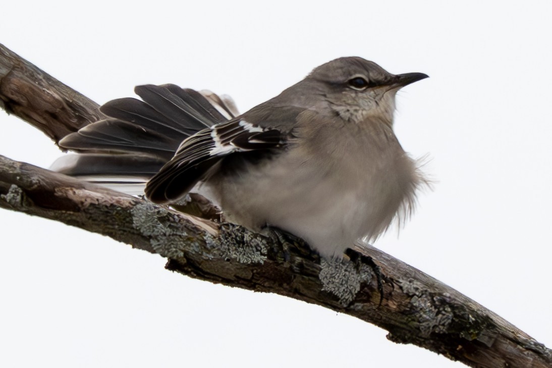 Northern Mockingbird - ML646568642