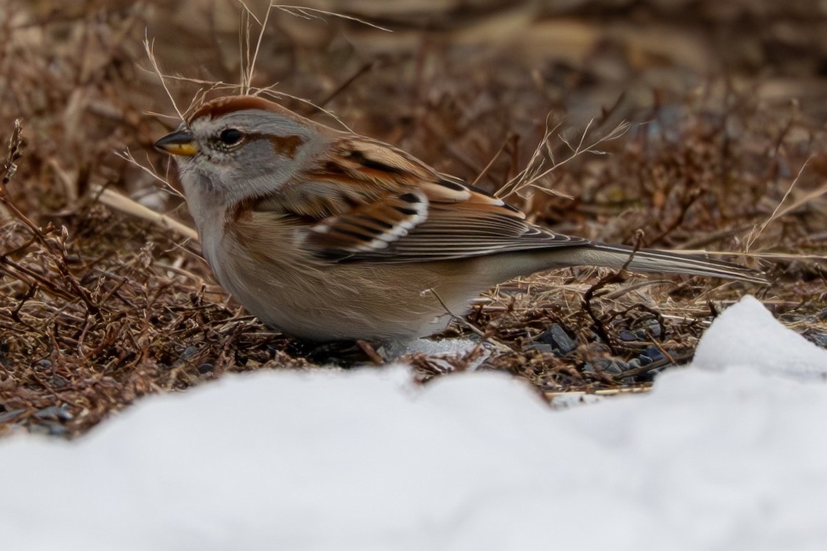 American Tree Sparrow - ML646568645