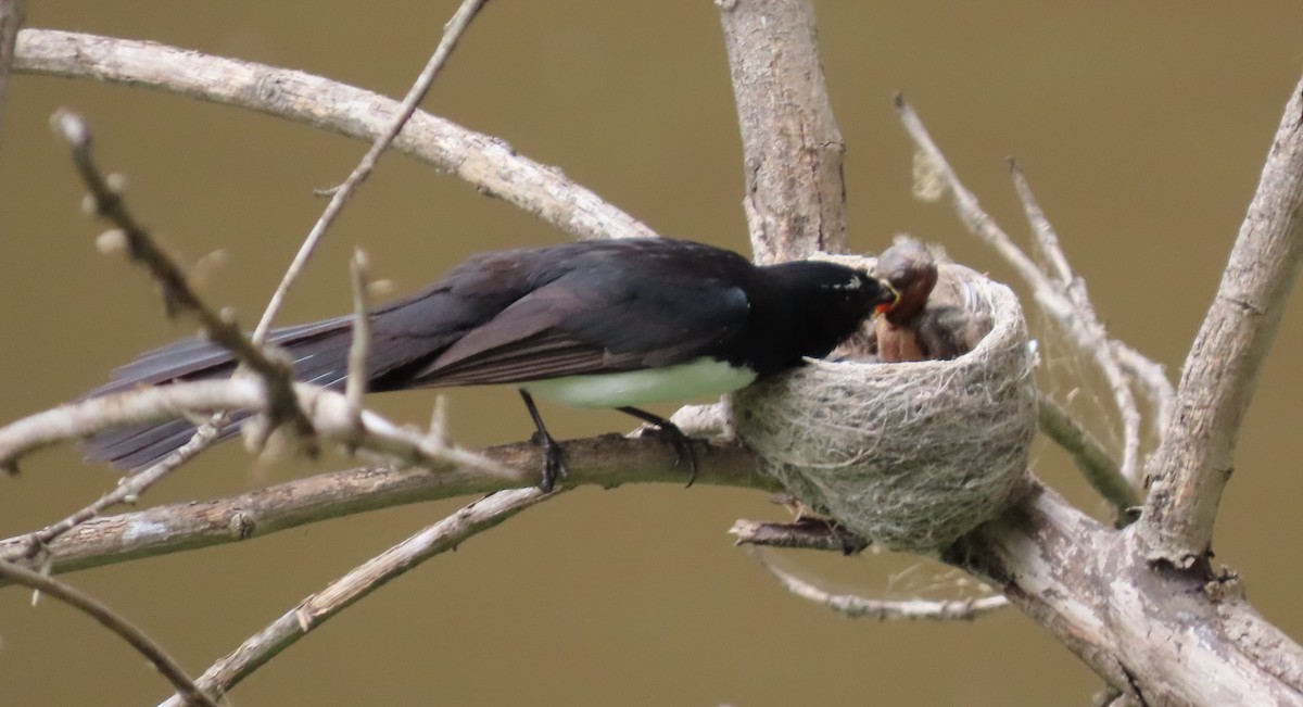 Gartenfächerschwanz - ML646568651