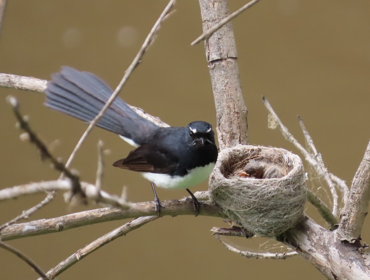 Gartenfächerschwanz - ML646568652