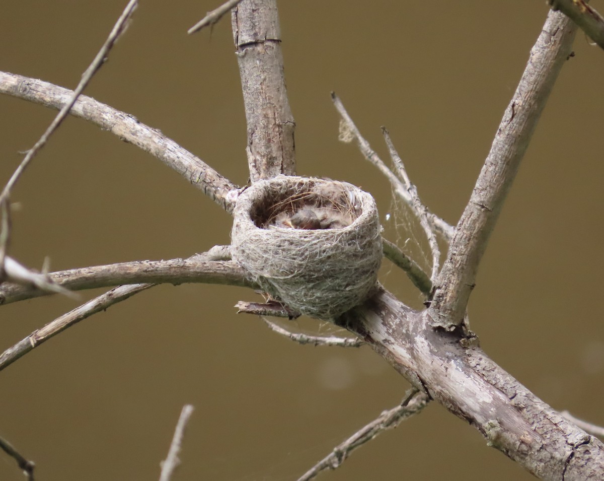 Gartenfächerschwanz - ML646568653