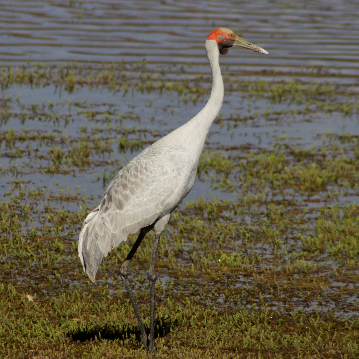 Brolga - ML646568654