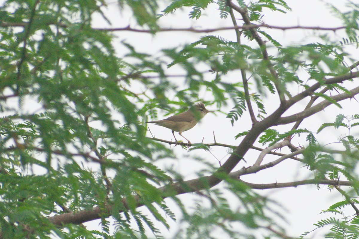 Blyth's Reed Warbler - ML646568655