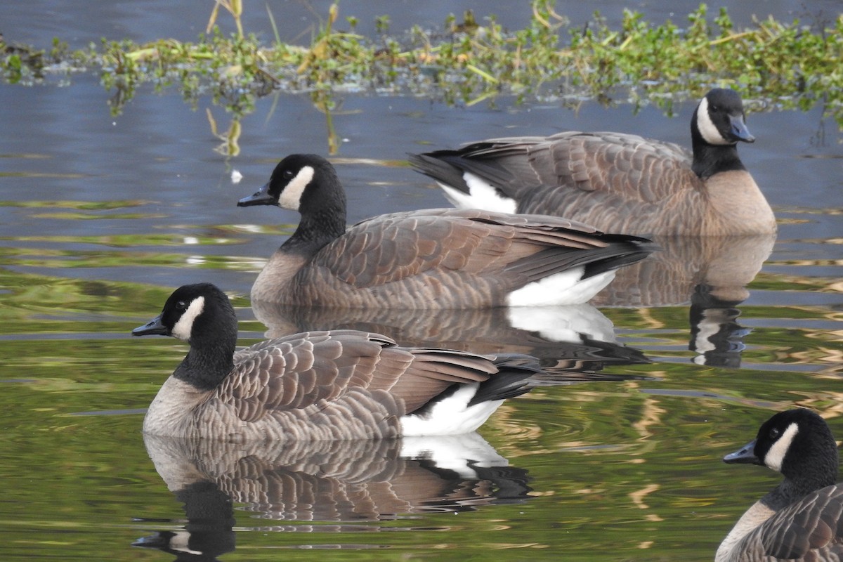 Canada Goose - ML646568656