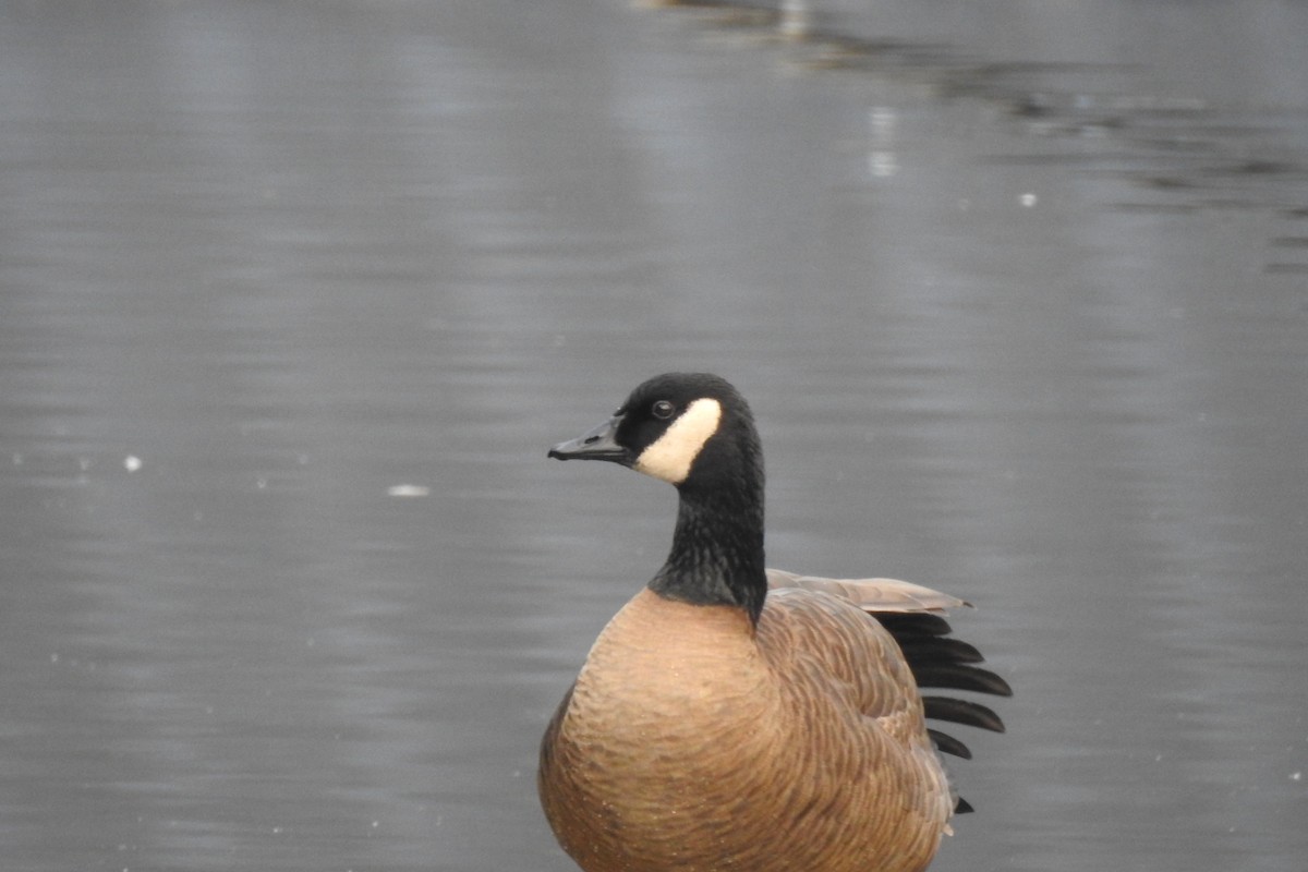 Canada Goose - ML646568657