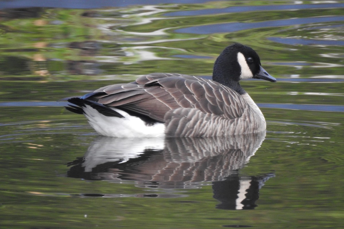 Canada Goose - ML646568658