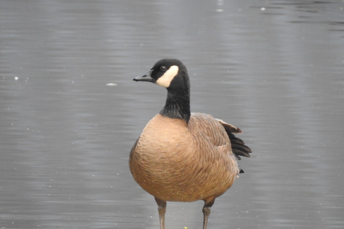 Canada Goose - ML646568659