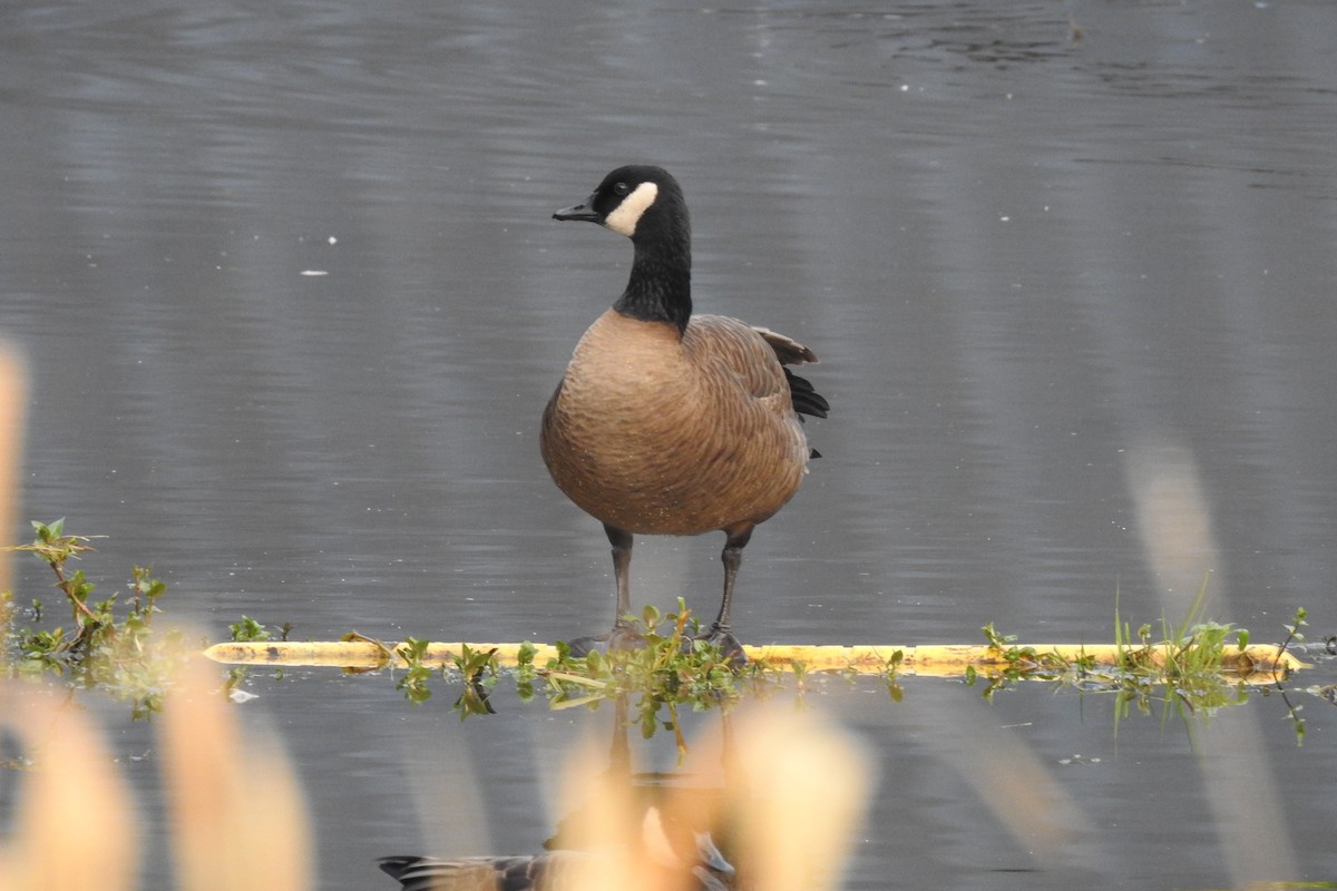 Canada Goose - ML646568660