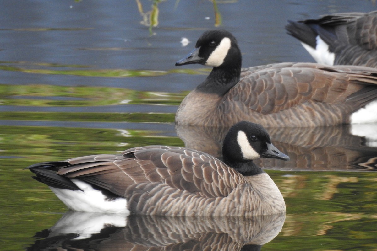 Canada Goose - ML646568661