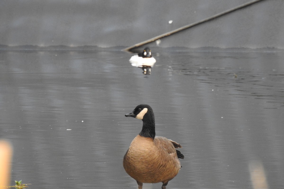 Canada Goose - ML646568662
