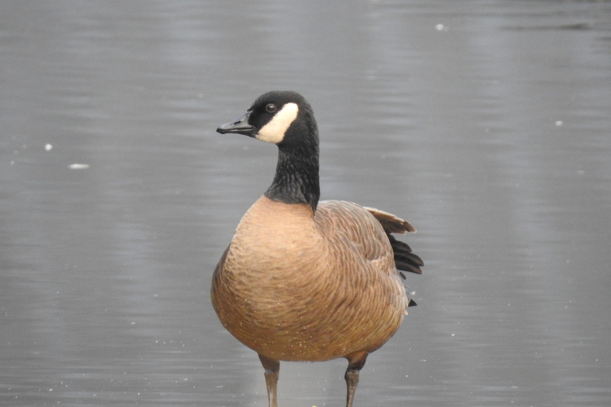 Canada Goose - ML646568663