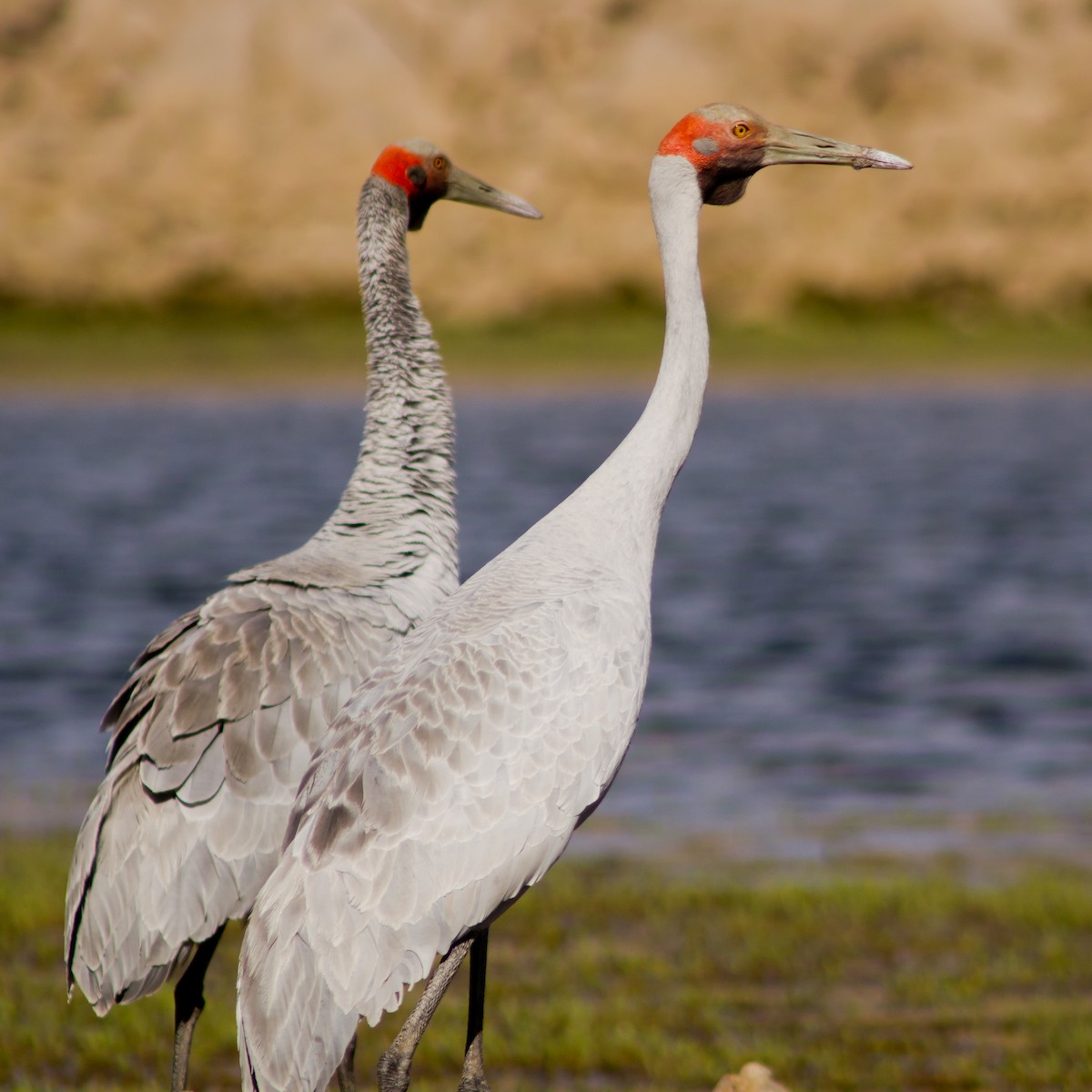 Brolga - ML646568666