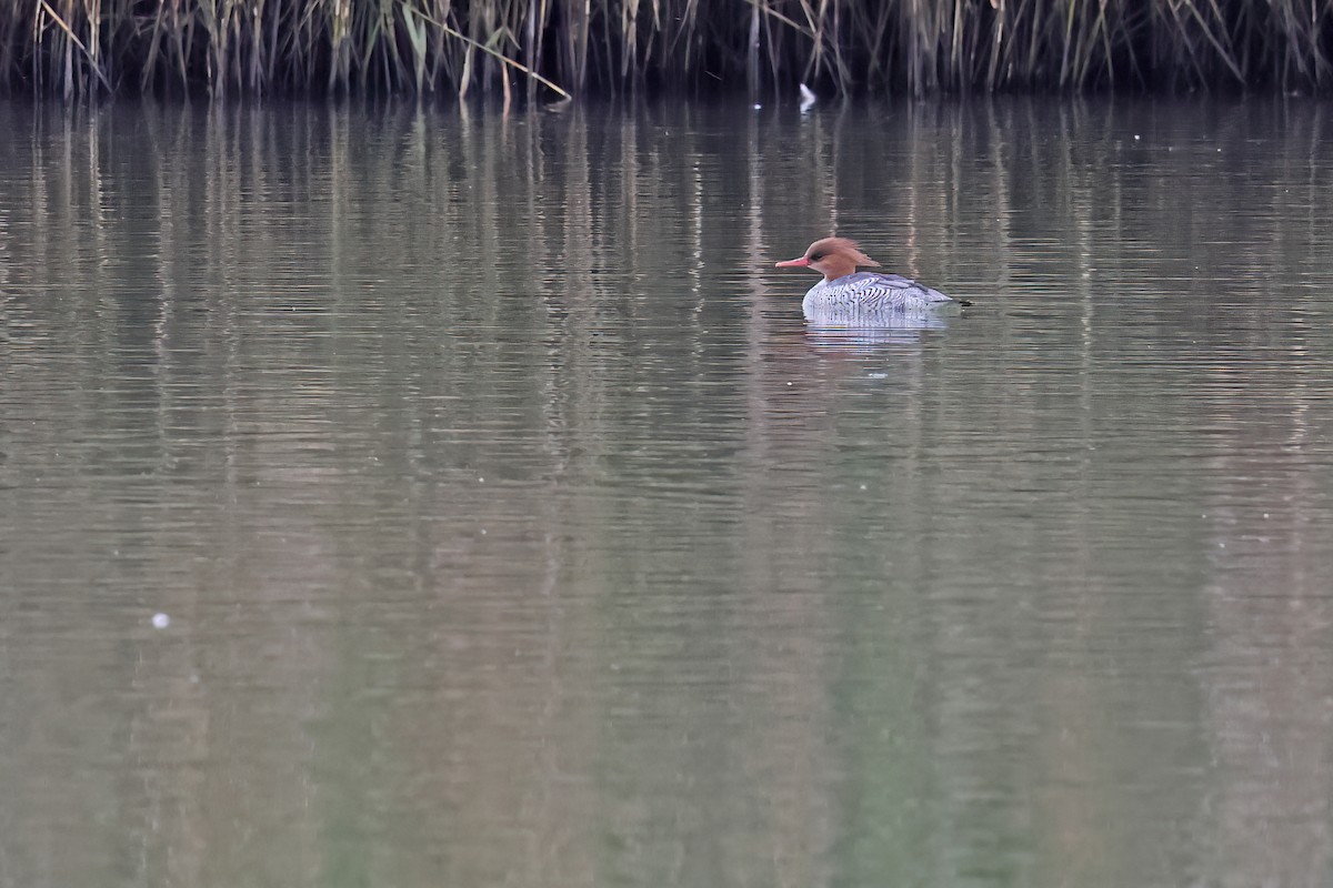 Scaly-sided Merganser - ML646568668