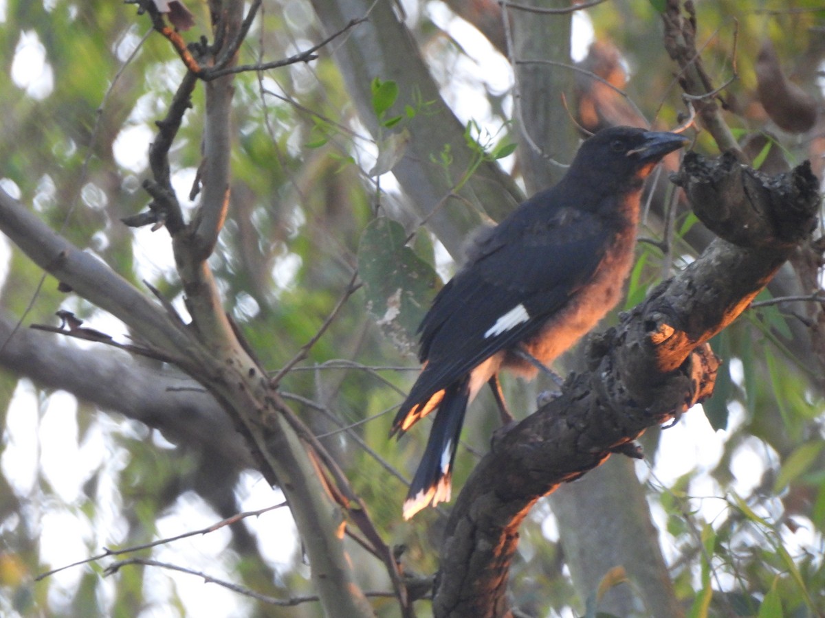 Pied Currawong - ML646568672