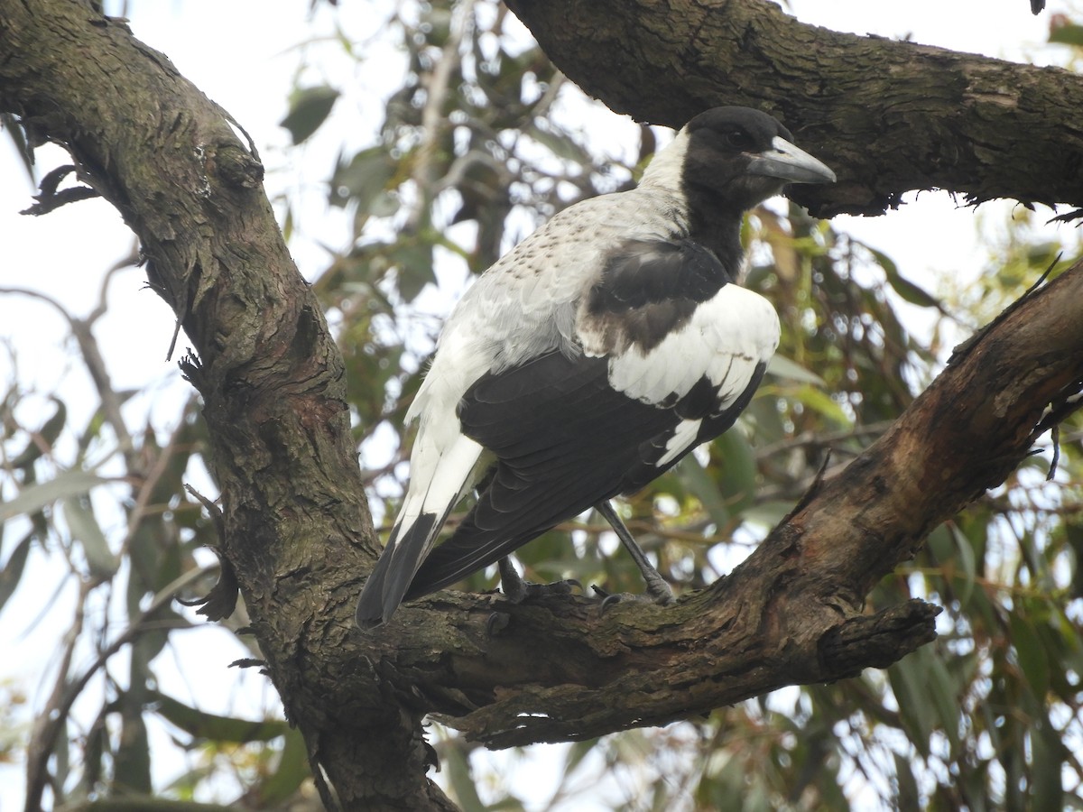 Australian Magpie - ML646568677